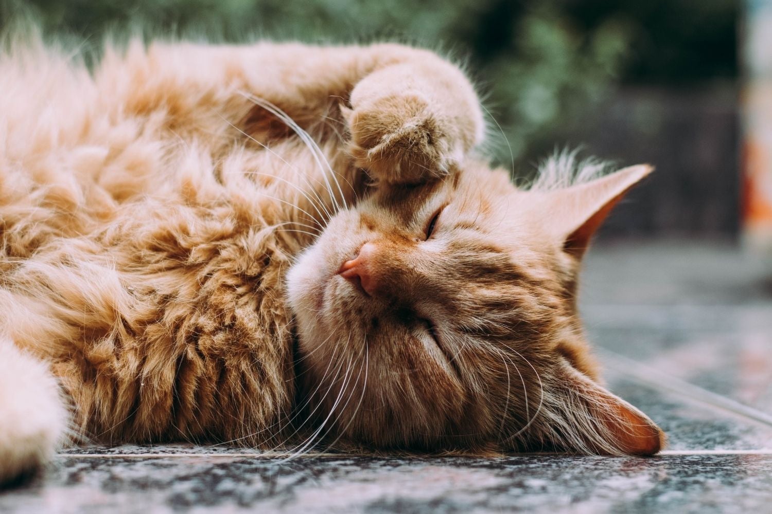 Long haired orange cat lying down - Unsplash