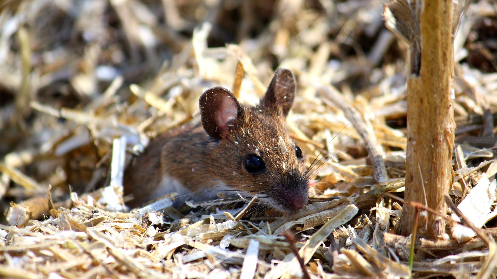 A photo of a mouse appearing out of wood chippings