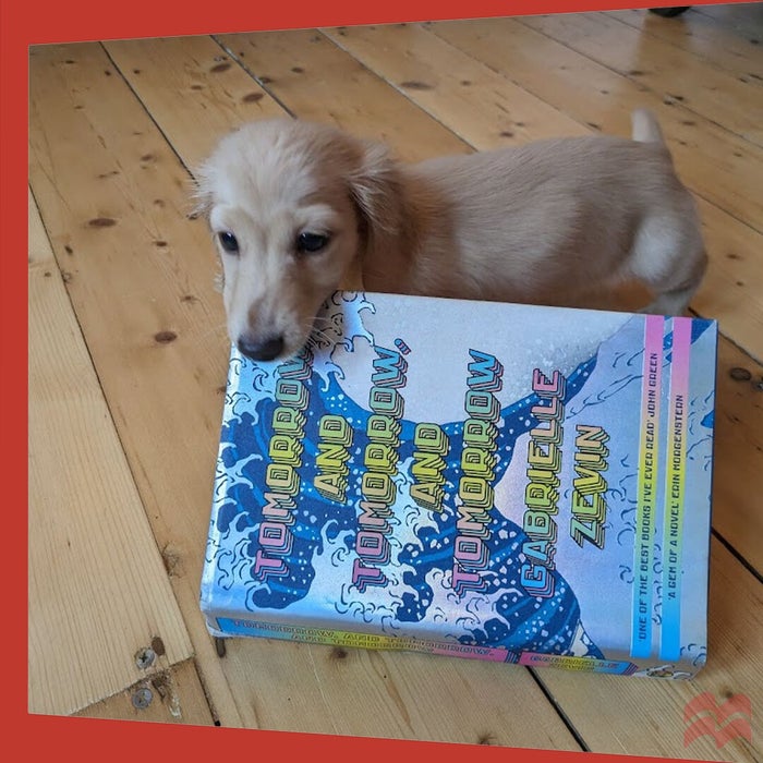 A sweet puppy carrying Tomorrow, and Tomorrow, and Tomorrow by Gabrielle Zevin away from its owner who wants to read it.