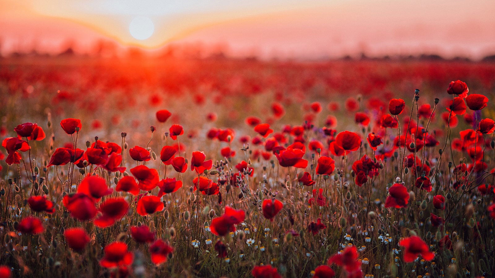 Poppies in a field with a red setting sun in the background.