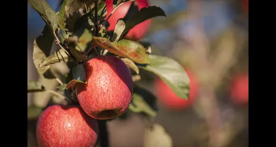 Rote Äpfel auf dem Baum (@IDM/Südtiroler Apfelkonsortium/Manuel Kottersteger)