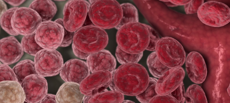 Komórki krwi Komórki krwi