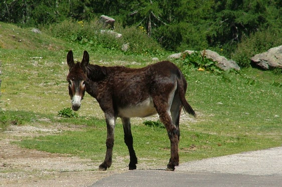 Neben Pferden zählen auch Esel (im Bild) und Kreuzungen zwischen beiden zu den Equiden. (Foto: LPA/Landestierärztlicher Dienst)