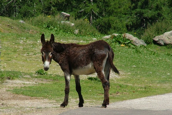 Neben Pferden zählen auch Esel (im Bild) und Kreuzungen zwischen beiden zu den Equiden. (Foto: LPA/Landestierärztlicher Dienst)