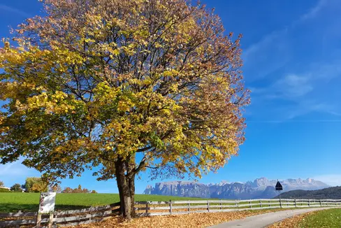 Goldener Herbst: Ahorn in Oberbozen mit dem Schlernmassiv im Hintergrund am Montag, dem 17. Oktober (Foto: LPA/Maja Clara)