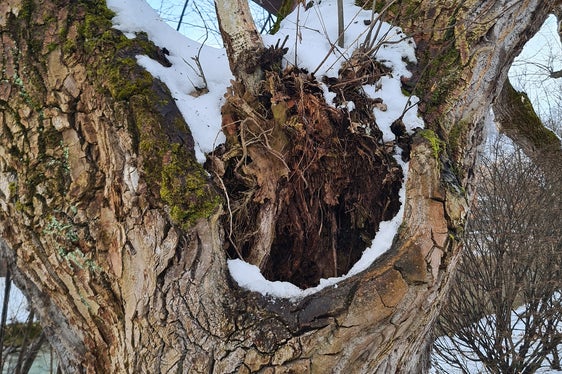 In Absprache zwischen Wildbachverbauung und Gemeinde Bruneck, der Stadtgärtnerei und dem Bauhof sowie der Freiwilligen Feuerwehr Bruneck wurde beschlossen, zwei große Pappeln bei der Bruder-Willram-Straße zu entfernen und zwei zu sanieren; im Bild eine Detailaufnahme einer dieser Pappeln. (Foto: LPA/Landesamt für Wildbach- und Lawinenverbauung Ost)