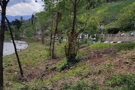 Per motivi di sicurezza la vegetazione lungo il Talvera viene regolarmente diradata; la foto è stata scattata durante i lavori dell'anno scorso sul lato destro orografico sotto la stazione a valle della funivia di San Genesio. (Foto: ASP/Ufficio bacini montani Nord)