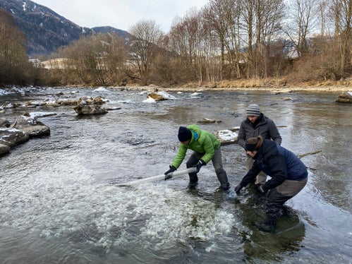 Für die Gewinnung des Eimaterials werden jährlich wildlebende Marmorierte Forellen gefangen, um einen Reproduktorenbestand aufzubauen. (Foto: LPA/Landesamt für Wildtiermanagement)