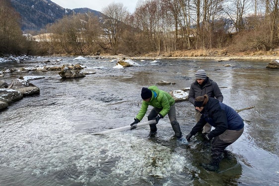 Nel corso del mese di gennaio, l'Ufficio Gestione fauna selvatica, in collaborazione con il Centro Tutela Specie Acquatiche e diverse associazioni di pescatori, ha immesso nei principali fiumi dell'Alto Adige e in alcuni affluenti selezionati circa 193.000 uova di trota marmorata. (Foto: Ufficio Gestione fauna selvatica)