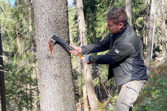 Bastian Gitzl schlägt mit der Axt die Borke weg. Darunter zeigen sich die Gänge, in denen sich die Borkenkäferlarven entwickeln. (Foto: LPA/G.News)