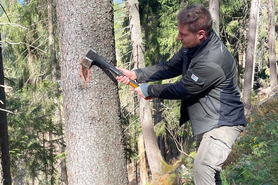 Bastian Gitzl schlägt mit der Axt die Borke weg. Darunter zeigen sich die Gänge, in denen sich die Borkenkäferlarven entwickeln. (Foto: LPA/G.News)