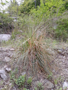 Lungo il Rio Valsura, nel Comune di Lana, si è diffusa la cosiddetta erba della Pampas sudamericana (Cortaderia selloana). L'Ufficio Natura, per prevenirne il possibile insediamento, è intervenuto immediatamente per rimuovere questa pianta da fiore. (Foto: ASP/Ufficio Natura)