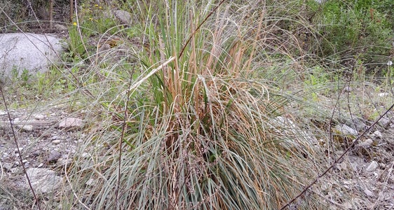 Entlang der Falschauer in der Gemeinde Lana hat sich das Südamerikanische Pampasgras (Cortaderia selloana) breit gemacht. Um eine Verbreitung zu verhindern, hat das Landesamt für Natur schnell reagiert. (Foto: LPA/Landesamt für Natur)