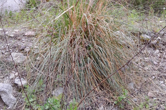 Lungo il Rio Valsura, nel Comune di Lana, si è diffusa la cosiddetta erba della Pampas sudamericana (Cortaderia selloana). L'Ufficio Natura, per prevenirne il possibile insediamento, è intervenuto immediatamente per rimuovere questa pianta da fiore. (Foto: ASP/Ufficio Natura)