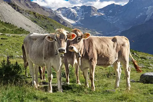 Mit der Weideprämie wird ein gezieltes Förderinstrument bereitgestellt, um die Haltung von Rindern und Pferden auf Almen zu unterstützen. (Foto: LPA/Landesamt für Viehzucht in der Landesabteilung Landwirtschaft)