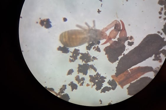 Auch ein Pseudoskorpion wurde unter die Lupe genommen. (Foto: LPA/Deutsche Bildungsdirektion/Landesamt für Didaktik/Guido Caracristi)