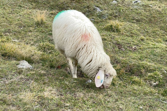 Acquistando il sale per le pecore, quest'estate la Provincia autonoma di Bolzano ha potuto sostenere per la prima volta gli agricoltori in vista della transumanza. (Foto: USP/Gnews)
