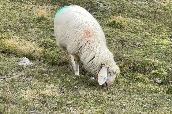 Acquistando il sale per le pecore, quest'estate la Provincia autonoma di Bolzano ha potuto sostenere per la prima volta gli agricoltori in vista della transumanza. (Foto: USP/Gnews)