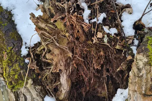 In der kommenden Woche beginnt das Landesamt für Wildbachverbauung Ost in der Agentur für Bevölkerungsschutz mit den regelmäßigen Pflegemaßnahmen zum Schutz des Uferdammes entlang der Rienz im Stadtgebiet Bruneck; dazu gehört auch das Entfernen morscher Bäume, einer davon im Bild. (Foto: LPA/Landesamt für Wildbach- und Lawinenverbauung Ost)