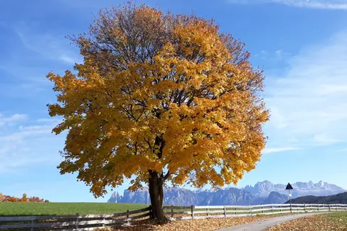 L'Ufficio meteorologia e prevenzione valanghe della Provincia ha riferito che nel mese di ottobre la temperatura e diminuita di 0,5° rispetto alla media a lungo termine. (Foto: ASP/Maja Clara)