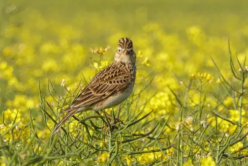 71 Betriebe mit 162 Hektar Wiesenfläche haben heuer mit dem Schnittzeitpunkt einiger Parzellen gewartet, um die Brut der Wiesenbrüter - im Bild eine Lerche - zu schützen. (Foto: LPA/Pixabay)