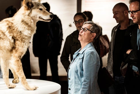 Der Wolf ist da - Eine Menschenausstellung thematisiert im Naturparkhaus Fanes-Sennes-Prags in St. Vigil in Enneberg das brisante Thema der Rückkehr des Wolfes in die Alpen. (Foto: Alpines Museum der Schweiz)