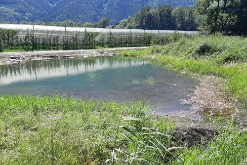 Im Biotop Englisch Moos östlich von Naturns sind umfassende Renaturierungsmaßnahmen abgeschlossen worden. (Foto: LPA/Amt für Natur)