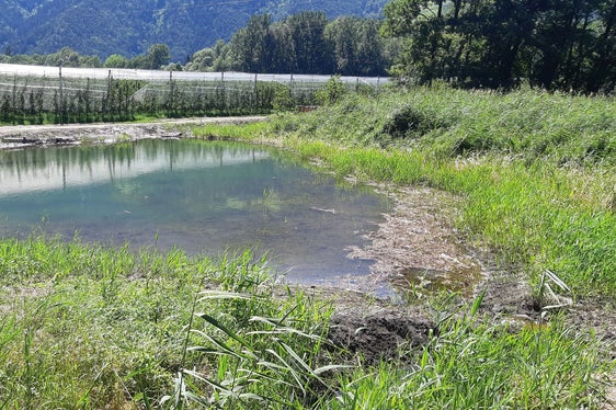 L'Ispettorato forestale di Merano, in collaborazione con l'Ufficio natura della Provincia, ha effettuato un'ampia opera di rinaturalizzazione nel biotopo Englisch Moos (Foto: ASP/Ufficio natura/Valentin Schroffenegger)