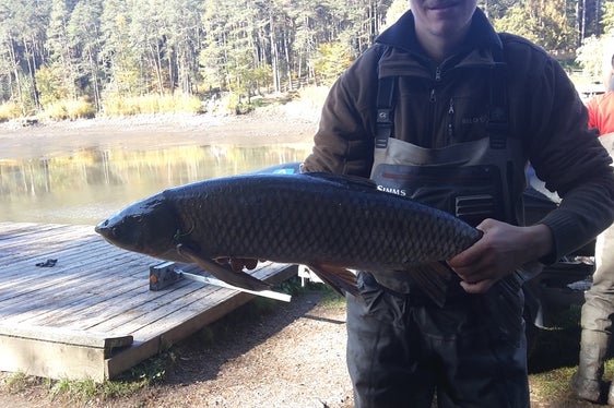 Nel laghetto di Fiè, in autunno 2020, sono state pescate le carpe erbivore che avevano divorato la flora acquatica impedendone la ricrescita (Foto: ASP/Agenzia ambiente e tutela clima)