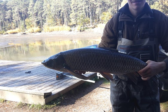 Eingriff in die Nahrungskette zum Schutz des Sees: Biomanipulation am Völser Weiher. (Foto: Landesagentur für Umwelt- und Klimaschutz)