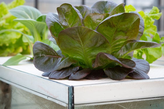 Eine Salatpflanze, die durch Aquaponik-Anbau im nährstoffreichen Wasser Wurzeln bildet. (Foto: LPA)