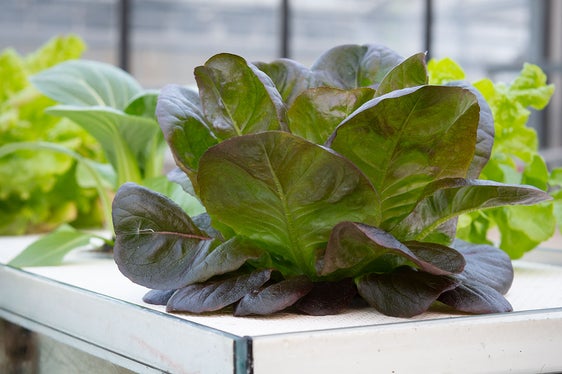 Un'altra immagine della coltivazione acquaponica della start-up di Matthäus Kircher (Foto: ASP)