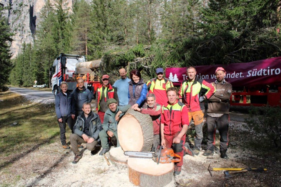Un'intera squadra è stata impiegata per abbattere l'albero e prepararlo adeguatamente per il trasporto. (Foto: ASP/Azienda forestale dell'Agenzia Demanio provinciale)