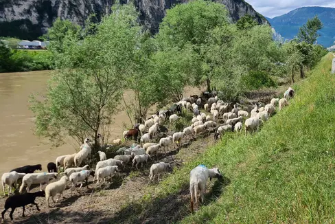 Mäh-Arbeit: Auch die Schafe sind nach ihrem Sommeraufenthalt auf der Alm auf die Uferböschungen zurückgekehrt und werden nach dem erfolgreichen Projektstart vor zwei Jahren auch heuer wieder als zusätzliche innovative und nachhaltige Rasenmäher eingesetzt. (Foto: LPA/Landesamt für Wildbach- und Lawinenverbauung Süd)