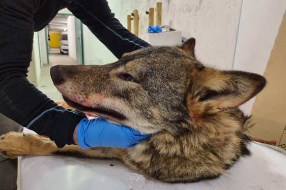 Das tote Tier wird gründlich untersucht. (Foto: LPA/Amt für Jagd und Fischerei)