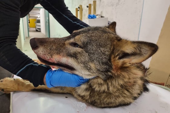 Das tote Tier wird gründlich untersucht. (Foto: LPA/Amt für Jagd und Fischerei)