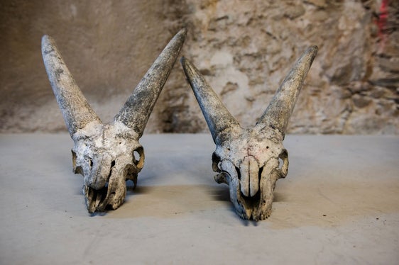 12 vollständige Steinbockschädel samt Hörnern und viele Knochen- und Hornreste sind im Juli am Gipfelplateau des Lodner auf über 3000 Metern gefunden worden. Sie sind 7000 Jahre alt. Im Labor wird versucht, mit Hilfe der Überreste weitere Fragen zu beantworten. (Foto: LPA/Claudia Corrent)