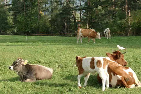 Tutti i settori dell'agricoltura si confrontano con strategie per una maggiore sostenibilità. Nella foto, alcuni esemplari di bovino al pascolo. Le mucche sono un animale molto diffuso in Alto Adige. (Foto: ASP/Ripartizione Agricoltura e Foreste)