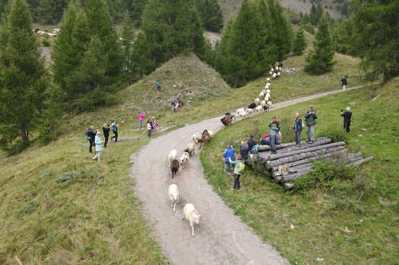 Ogni anno a giugno ha luogo la transumanza delle pecore dalla Val Senales ai pascoli estivi della Val Ötztal, mentre a metà settembre migliaia di animali tornano nella Val Venosta. (Foto: USP/Gnews)