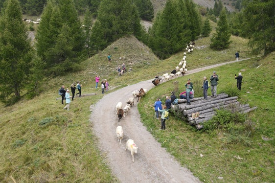 Alljährlich im Juni erfolgt der Schafübertrieb vom Schnalstal auf die Sommerweiden ins Ötztal, Mitte September kehren tausende Tiere wieder in den Vinschgau zurück. (Foto: LPA/Gnews)