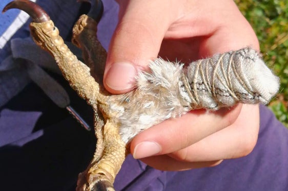 Den Steinadler live beobachten und sich aus der Nähe anschauen, wie lange die Krallen dieses Greifvogels wirklich sind: Das ist bei der geführten Familienwanderung 2024 im Naturpark Texelgruppe möglich. (Foto: Landesamt für Natur /Annamaria Gapp)