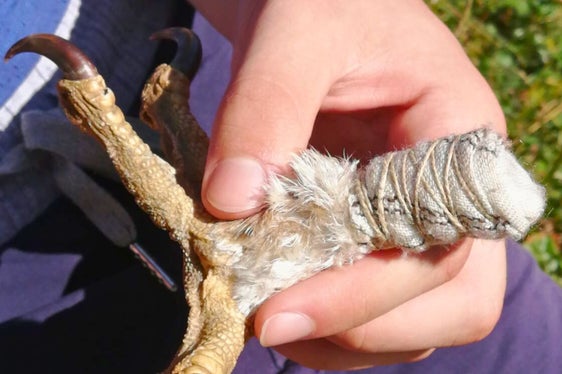 Osservate l'aquila reale dal vivo e scoprite da vicino quanto sono lunghi gli artigli di questo rapace: Questo è possibile durante l'escursione guidata per famiglie 2024 nel Parco Naturale Gruppo di Tessa. (Foto: Ufficio Natura/Annamaria Gapp)