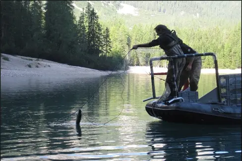 L’Ufficio provinciale Gestione fauna selvatica effettua costantemente rilevamenti sugli stock ittici nei corsi d’acqua e nei laghi, al fine di monitorare l’andamento delle popolazioni selvatiche. Nella foto: pesca con le reti nel Lago di Braies nel corso dell’ultimo rilevamento effettuato nel 2012. (Foto: USP/Ufficio provinciale Gestione fauna selvatica presso la Ripartizione Servizio forestale della Provincia)