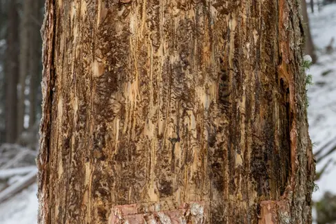 Il bostrico si annida nella corteccia dell'albero, si moltiplica in modo esponenziale e il suo lavoro, sottotraccia, finisce per portare alla morte degli alberi, attaccati da questo insetto. Questa specie di coleottero risulta, dunque, dannosa soprattutto per le foreste protette (Foto: Libera Università di Bolzano/Lucas Leander Geiger)