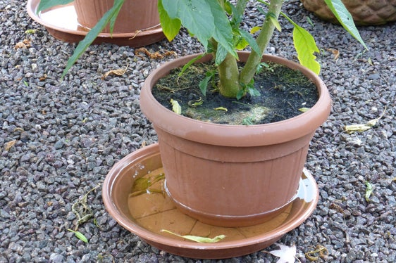 Tra i consigli utili per evitare la proliferazione delle zanzare tigre quello di evitare ogni minimo ristagno d’acqua all’aperto. (Foto ASP/Agenzia Provinciale Ambiente)