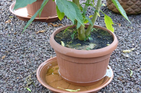 Mögliche Brutstellen beseitigen: Pflanzenuntertöpfe müssen regelmäßig ausgeleert werden. (Foto: LPA/Biologisches Landeslabor)