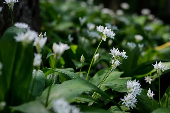 Wer auf den Bärlauch in der Küche nicht verzichten möchte, kann auf Setzlinge aus heimischen Gärtnereien zurückgreifen. (Foto: Landesamt für Natur/Canva)