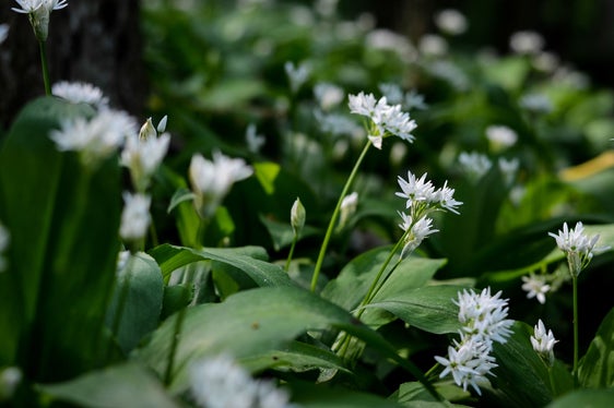 Wer auf den Bärlauch in der Küche nicht verzichten möchte, kann auf Setzlinge aus heimischen Gärtnereien zurückgreifen. (Foto: Landesamt für Natur/Canva)