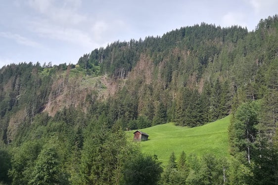 Von den Borkenkäfern befallen werden in der Regel frische, liegende Bäume oder abgeschwächte stehende Fichten. (Foto: Landesabteilung Forstwirtschaft)