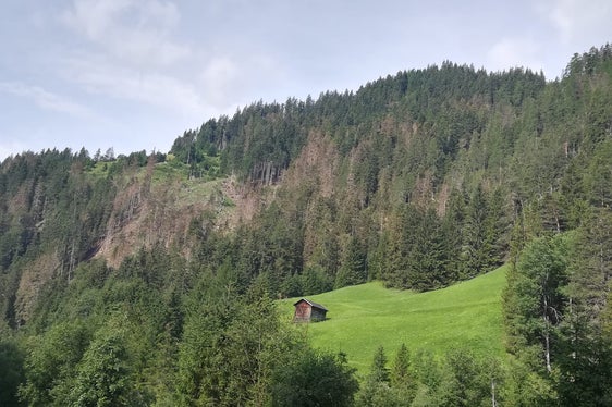 Von den Borkenkäfern befallen werden in der Regel frische, liegende Bäume oder abgeschwächte stehende Fichten. (Foto: Landesabteilung Forstwirtschaft)
